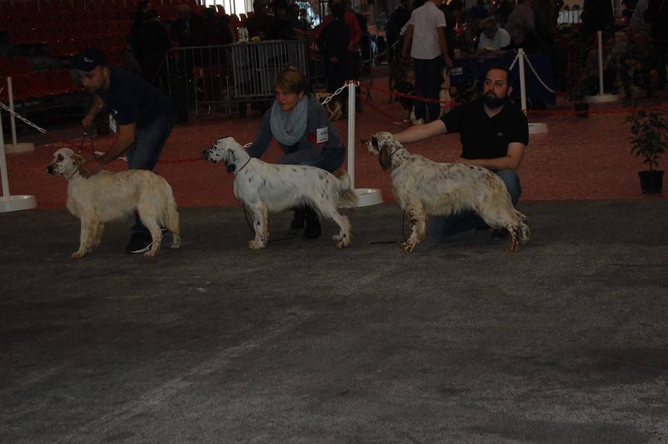 CACIB PERIGUEUX 13 MARS 2016