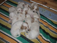 CHIOT