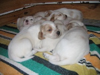 CHIOT