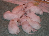 CHIOT